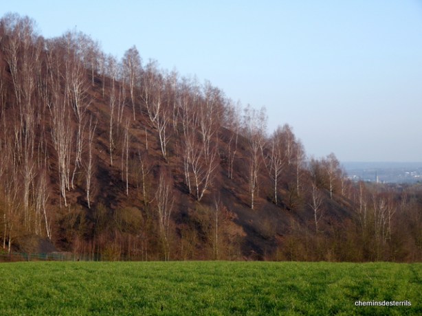 Terril de la Machine du bois Goutroux 050