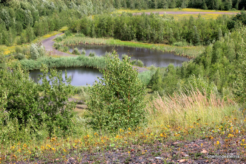 Terril Siège n°1 Fontaine l'Evêque 022